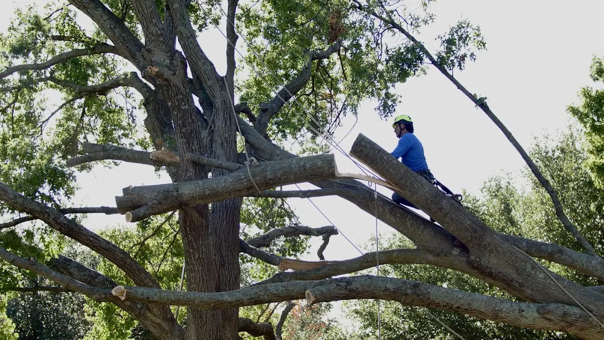 Professional Crown Thinning performed by certified arborists in Vandalia